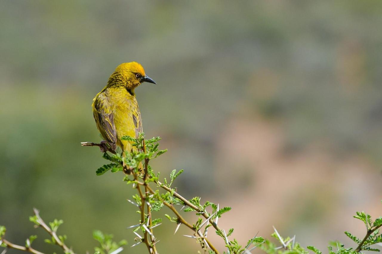 African Game Lodge Montagu Luaran gambar