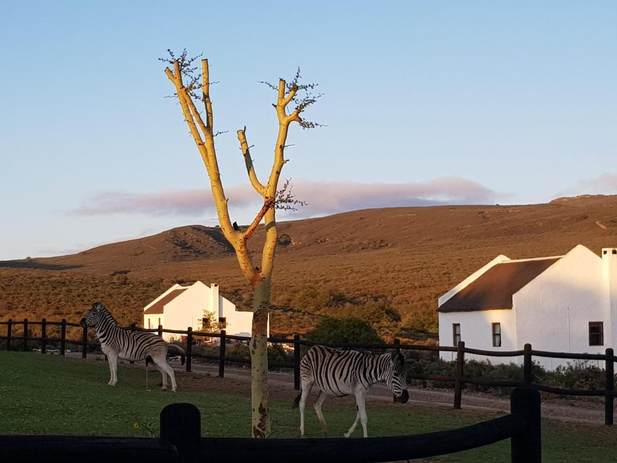 African Game Lodge Montagu Luaran gambar