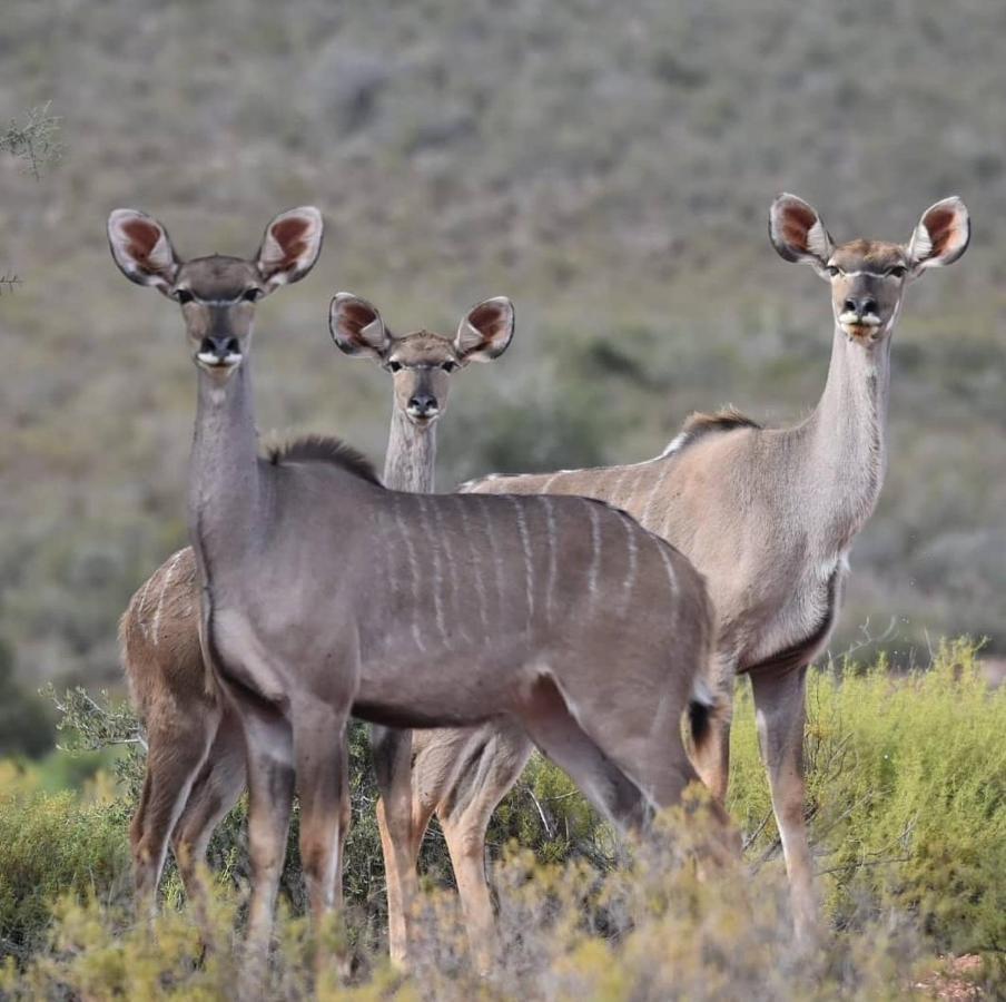 African Game Lodge Montagu Luaran gambar