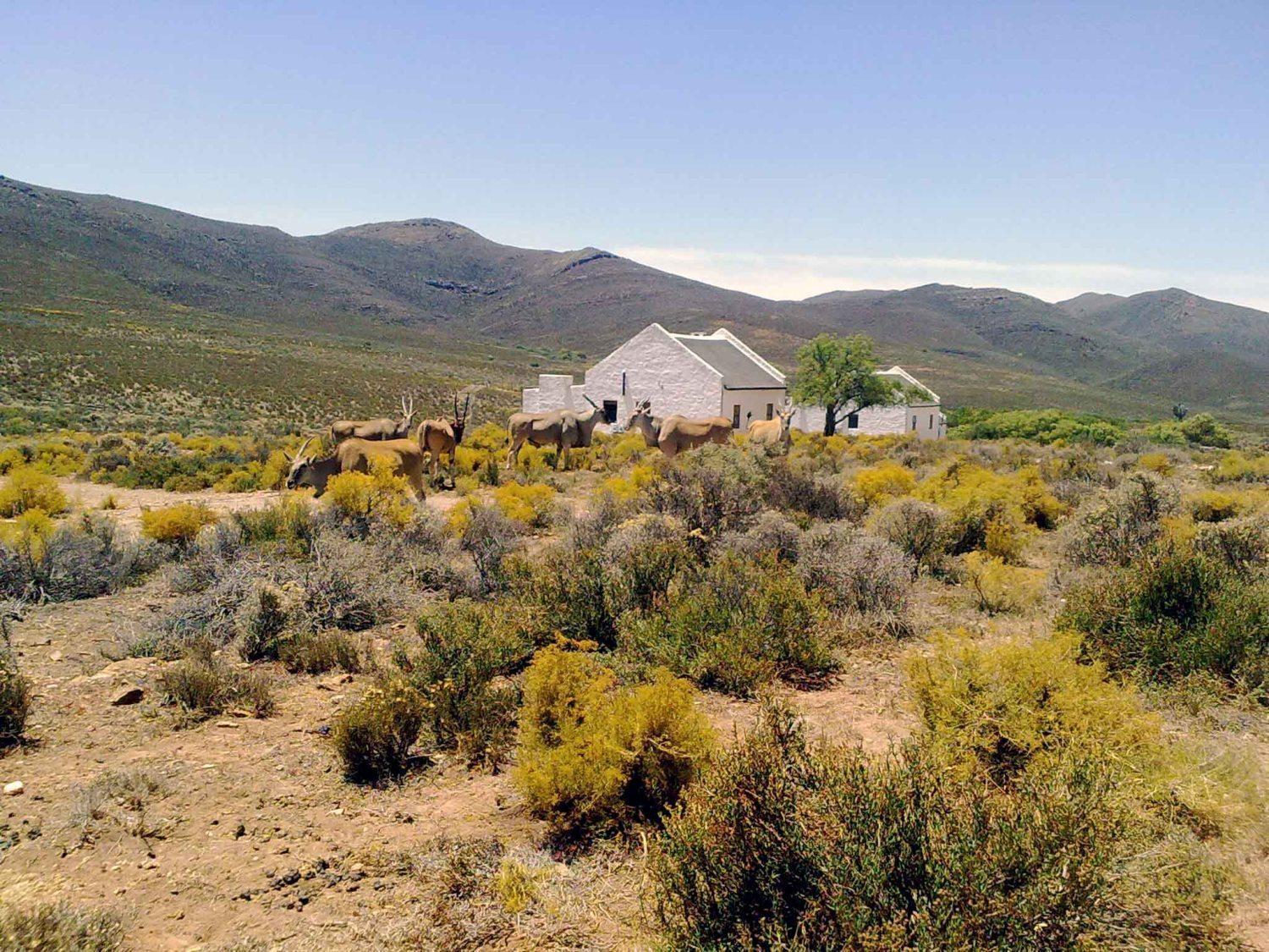 African Game Lodge Montagu Luaran gambar