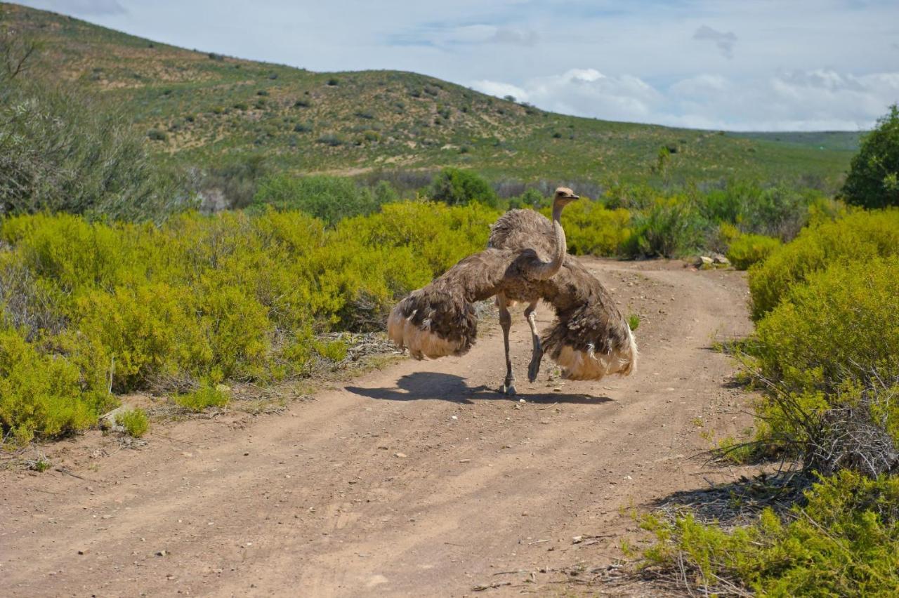 African Game Lodge Montagu Luaran gambar